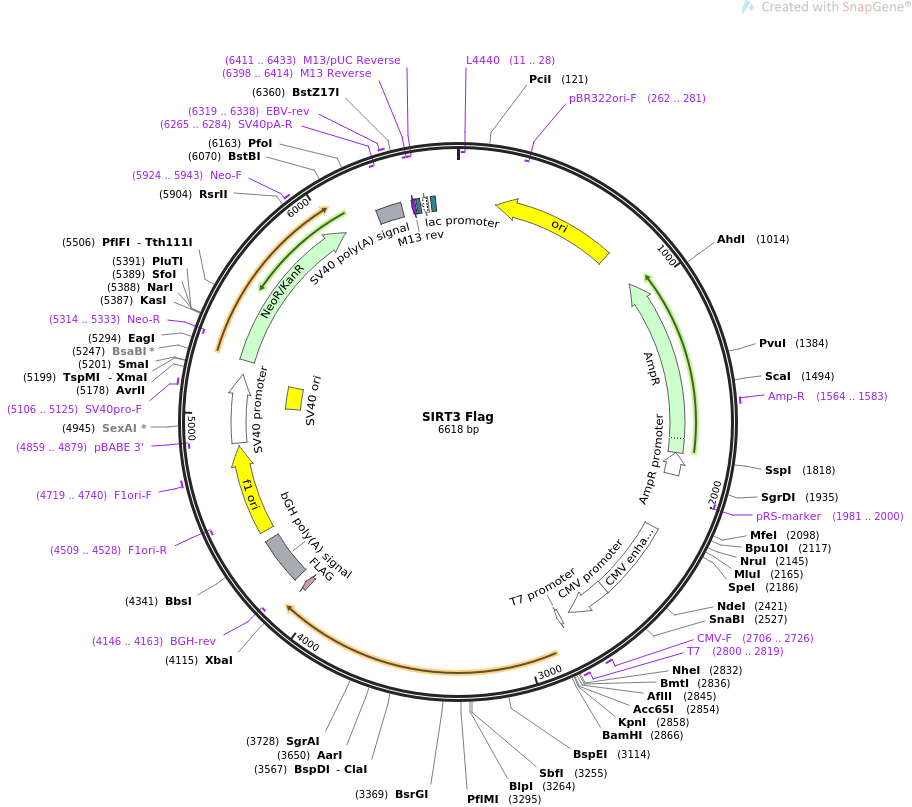SIRT3 Flag质粒图谱